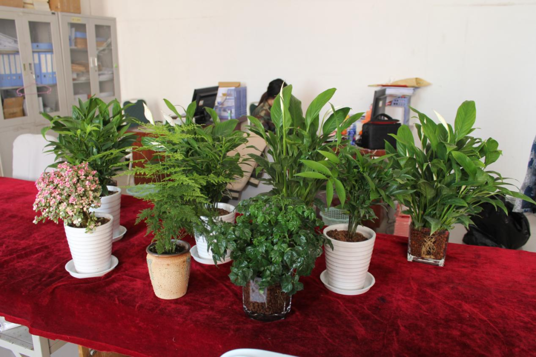 保定理工学院|管理学院|手植绿茵 播洒希望